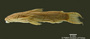 Cyclopium unifasciatum FMNH 56079 holo lat